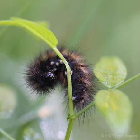 Chenille noire, Moselle